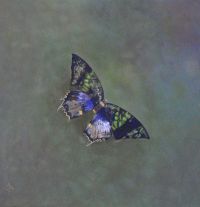 Mariposa