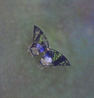 Mariposa