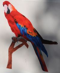Papagallo